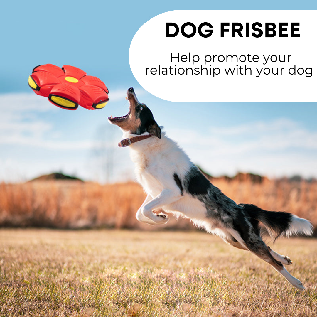 Tail Waggers Dog Frisbee